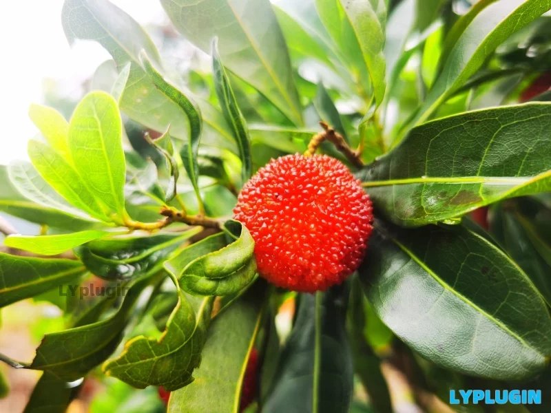  In the bayberry season in June, take children to pick bayberry in the bayberry garden - Laoyang plug-in