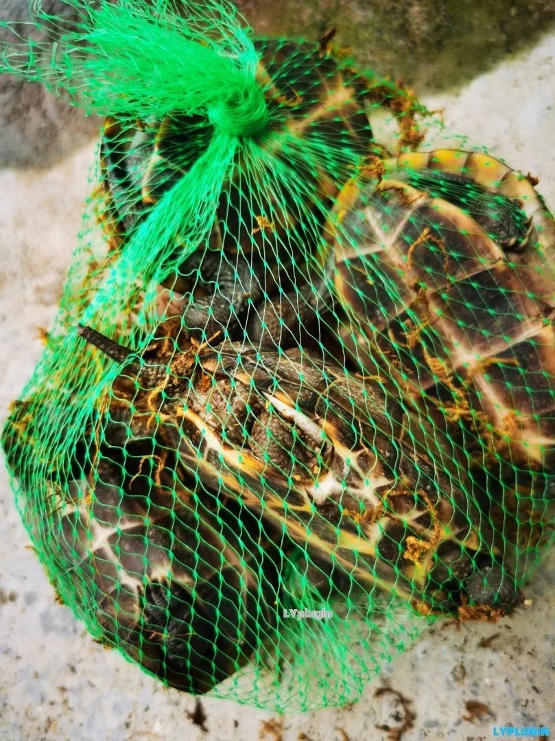  Some little turtles that have been tossed about recently - Laoyang plug-in